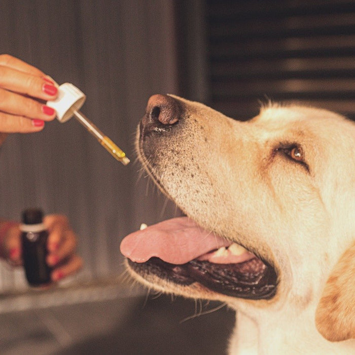 CBD Dosage for Dogs