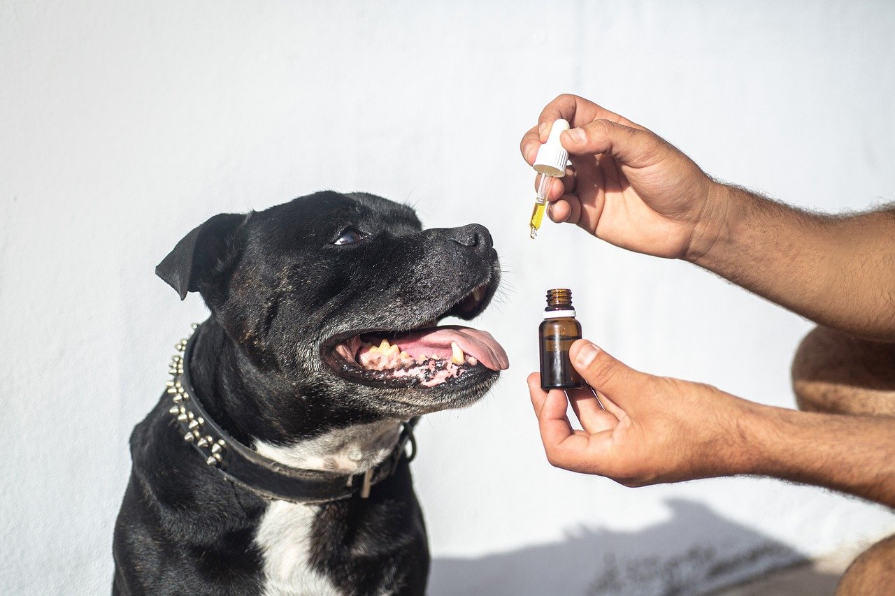 How Long Does CBD Stay in a Dog's System?