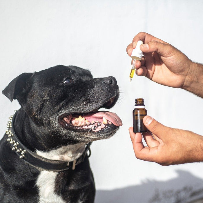 How Long Does CBD Stay in a Dog's System?