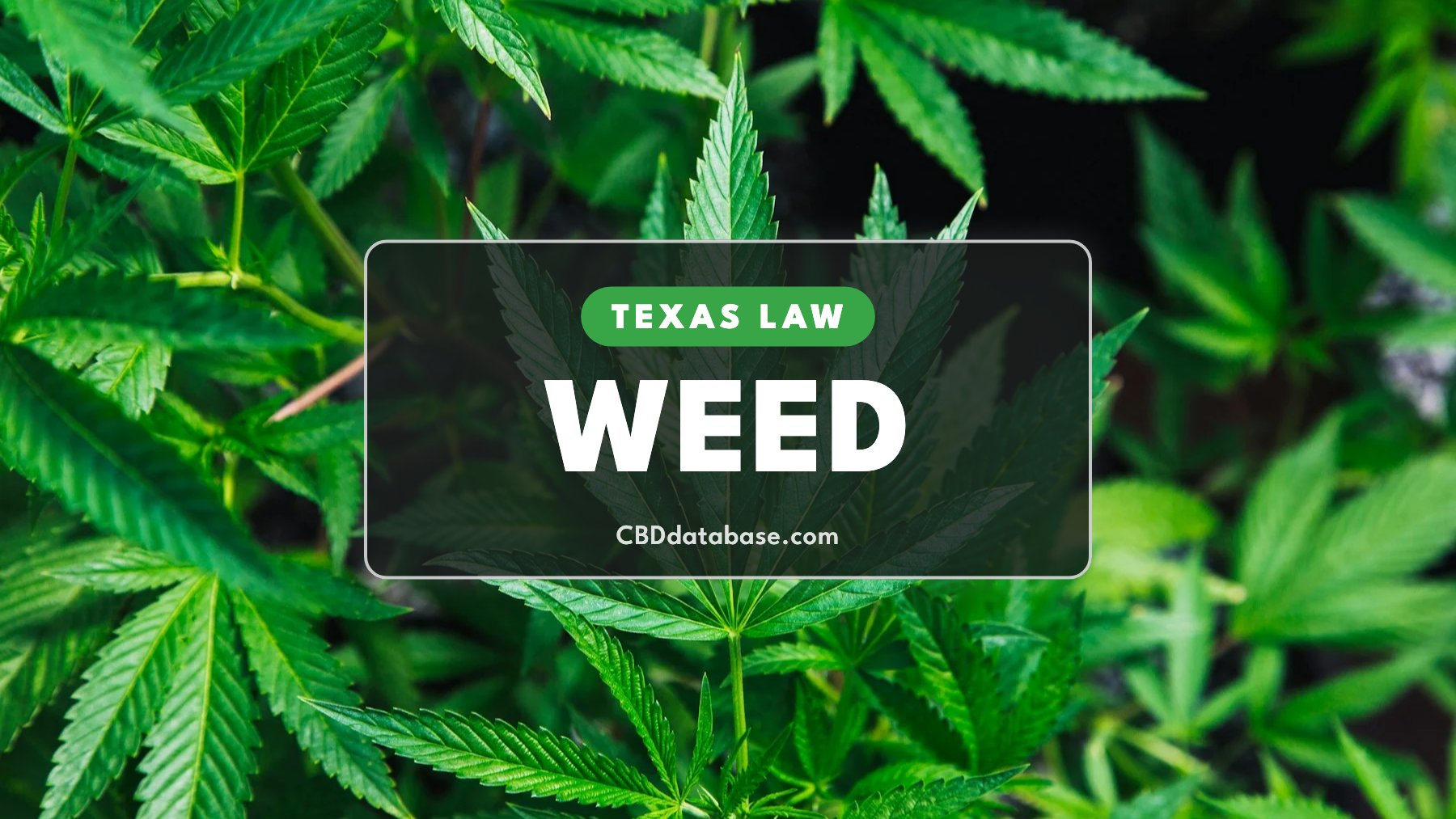 Texas Law: Weed, close-up of green cannabis leaves
