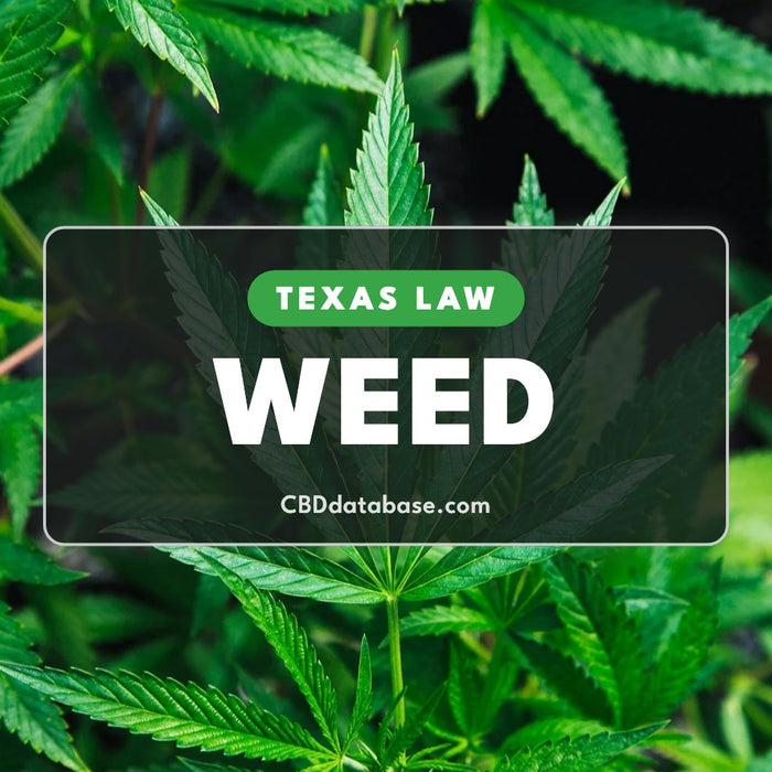 Texas Law: Weed, close-up of green cannabis leaves